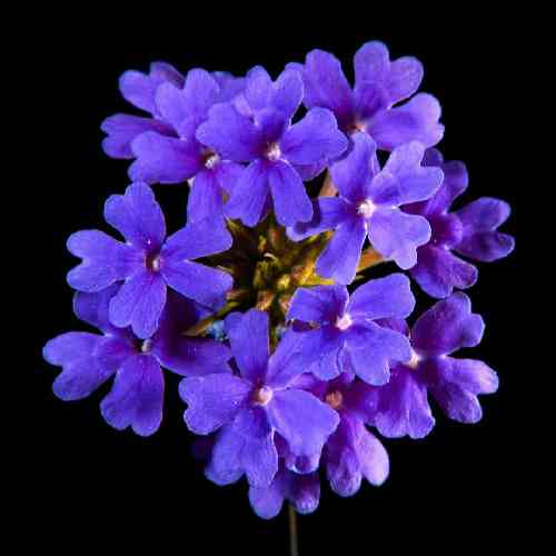  قشنگه قرص ماه دوباره غرق خواب به زور قرص خواب